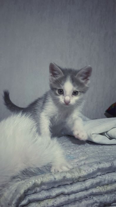 Домашний котятаа
