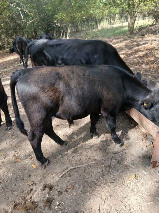 Vand vizei angus