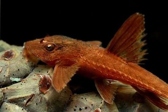 Красная лорикария.