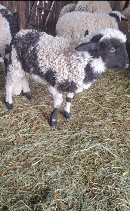 Vand oi cu miei 1400 negociabil