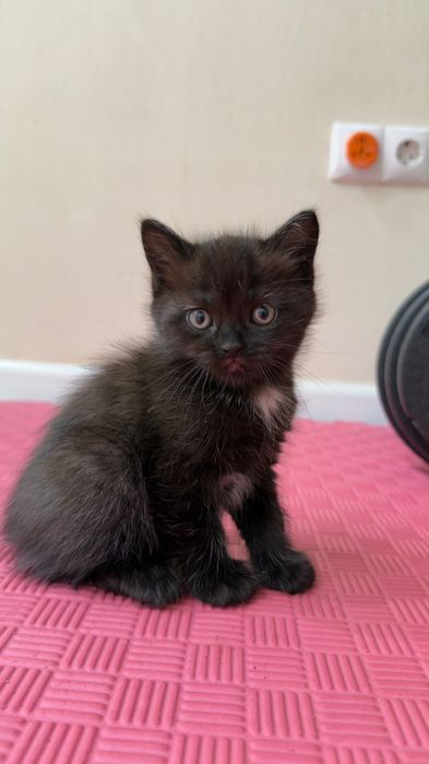 Котята шотландцы