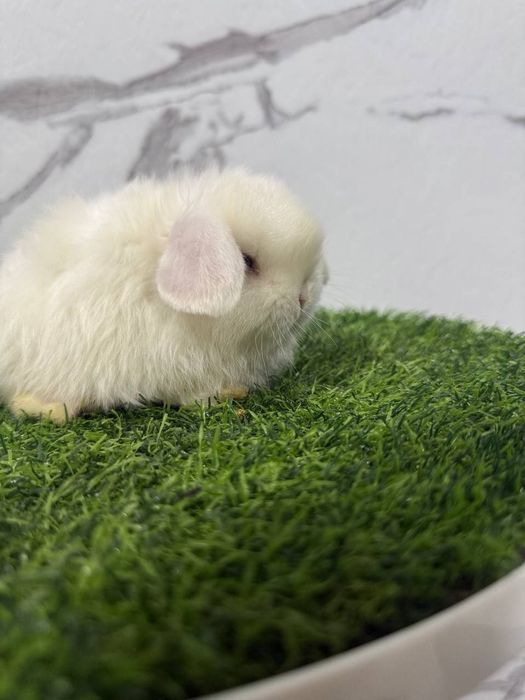 Болалар учун совга куйончалар