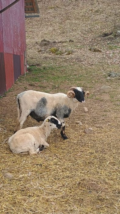 Vand berbec stramior