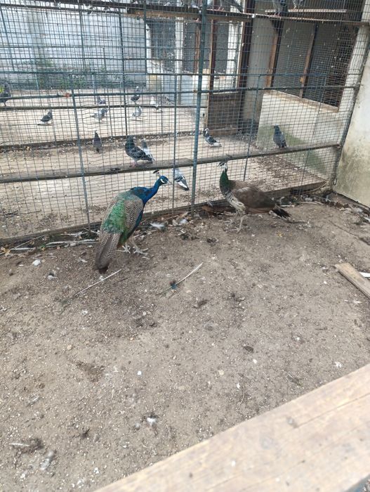 Vând păuni comuni