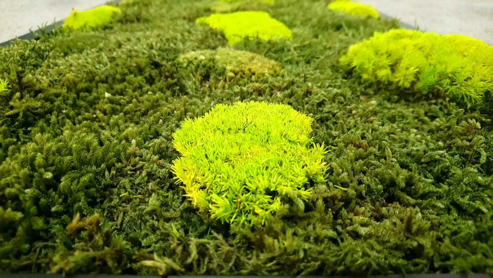 Промоция - декоративен плосък стабилизиран скандинавски естествен мъх.