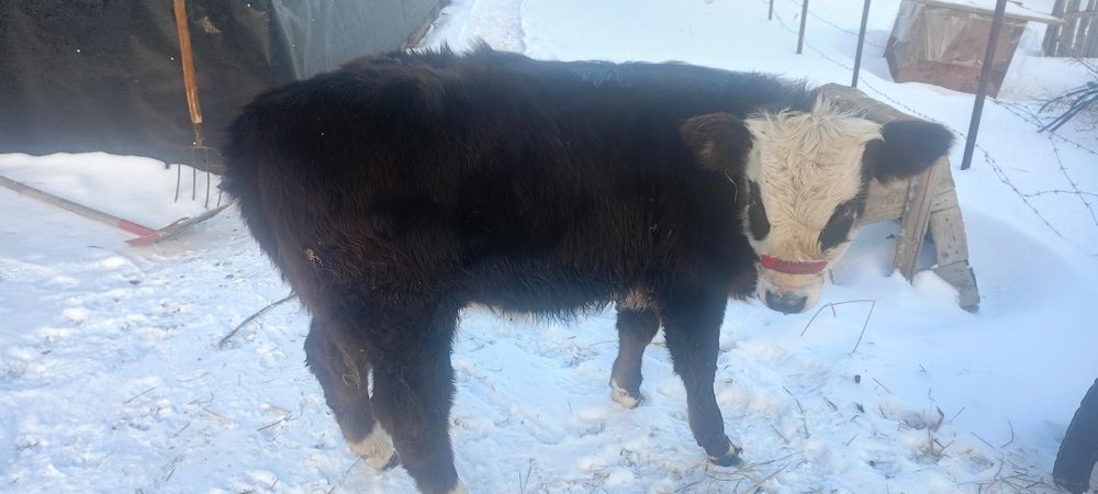 Торпак 10 айлык 420000