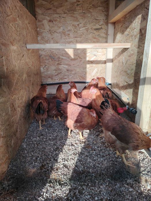 Cocoși tineri diferite rase