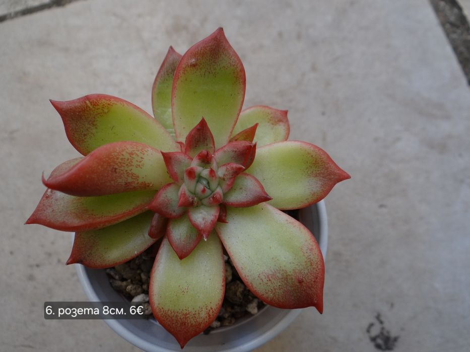 Сукуленти Echeveria различни видове