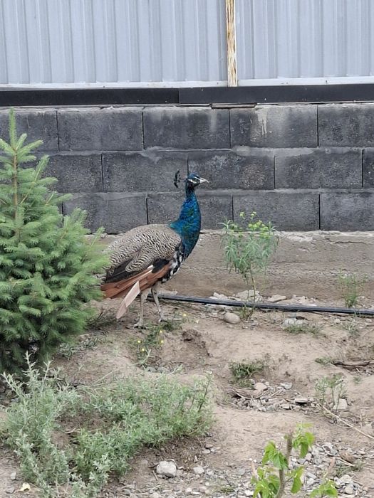 Павлины индийский