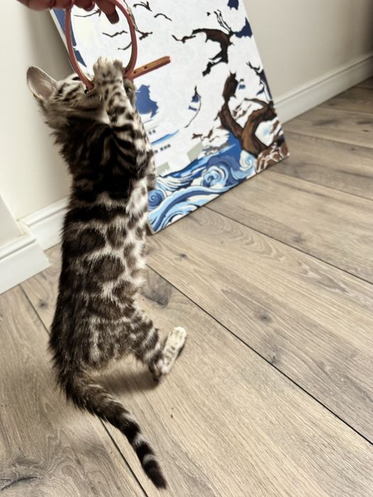 Бенгальский котенок