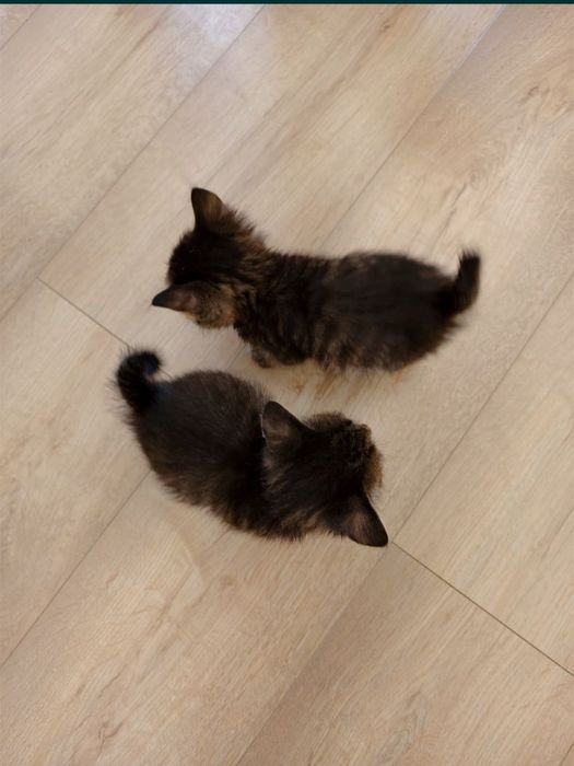 Котята мальчики и одна девочка
