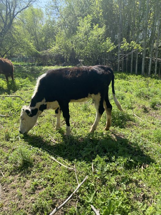 Телёнок бычки