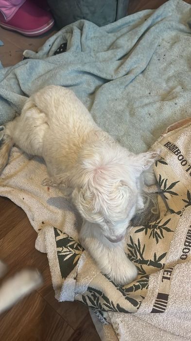 Козлята девочки и мальчики альпо/англонубийцы