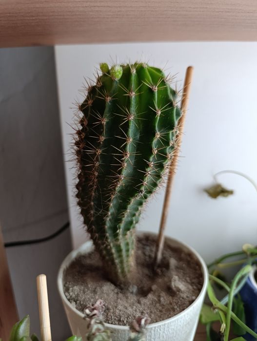 Кактус большой и маленький обмен