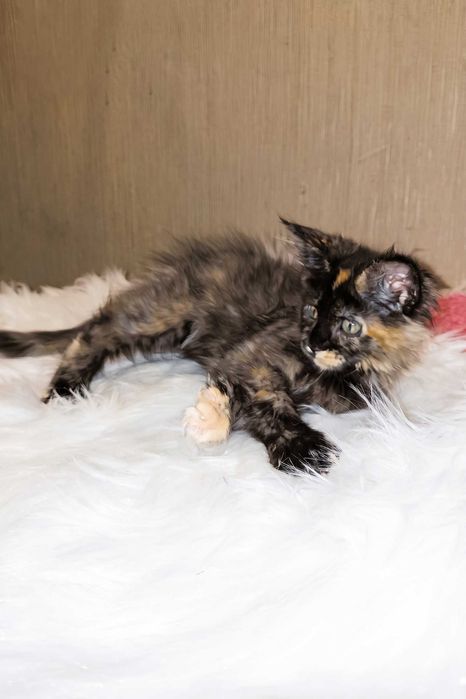 SHANEL – Fetiță Maine Coon Tortie | 3 luni | Pedigree | www.lynxrunecode.com