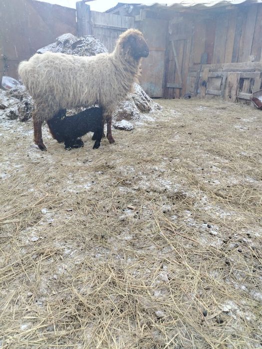 Қозылы қой сатылады