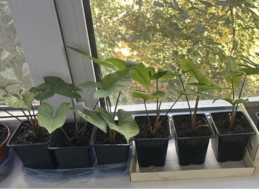 Цветы по 1000 распродажа