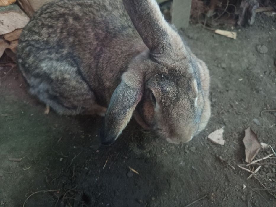 Iepuroaica de vânzare