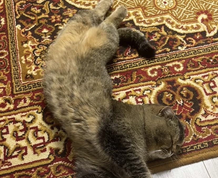 отдам кота в хорошие руки