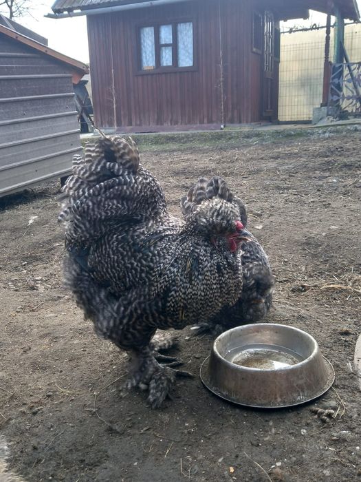 Pereche moțate pitice