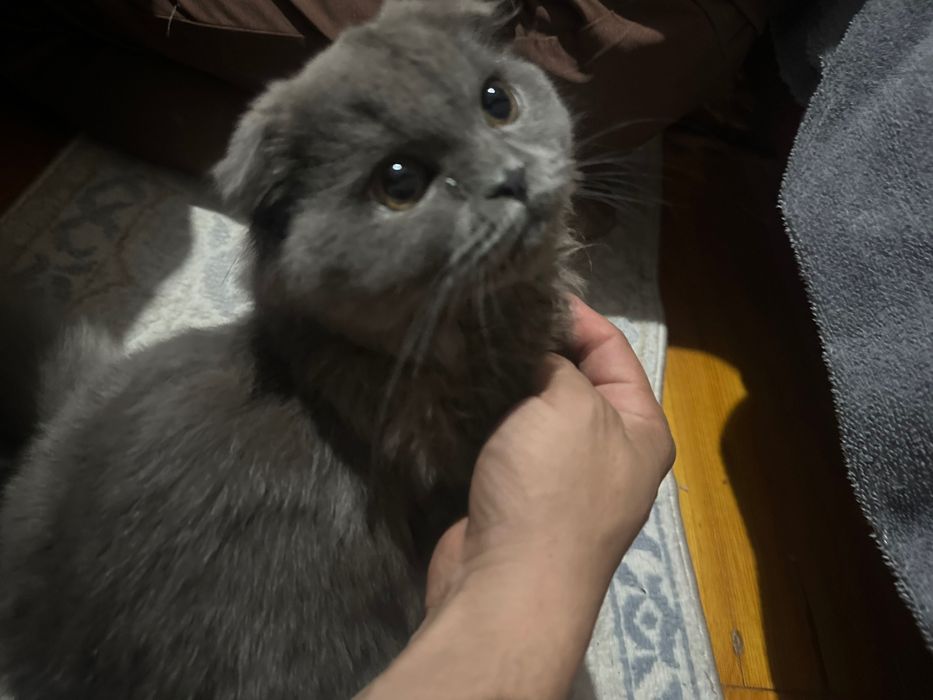 Кот Скоттиш фолд