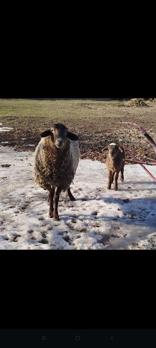 Егненок и баращка