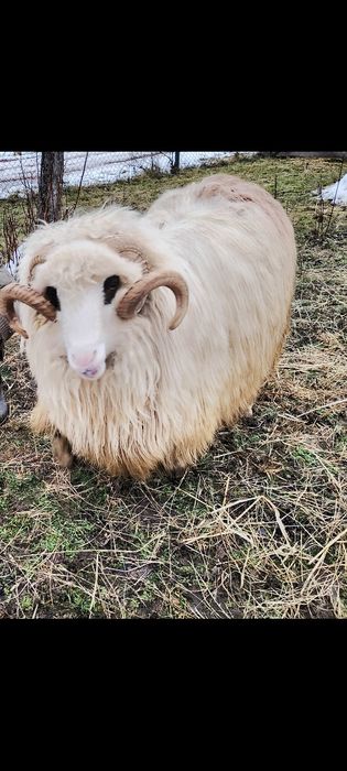 Berbec și noatin de vanzare