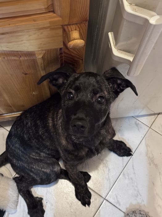 Подарък кученце!