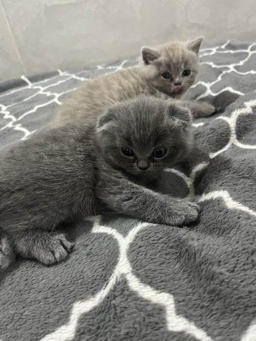 Котята британские