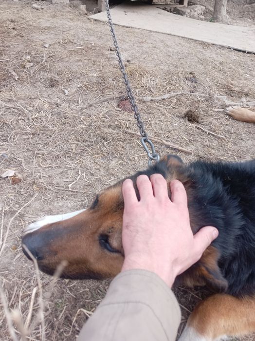 Отдам даром Овчарка