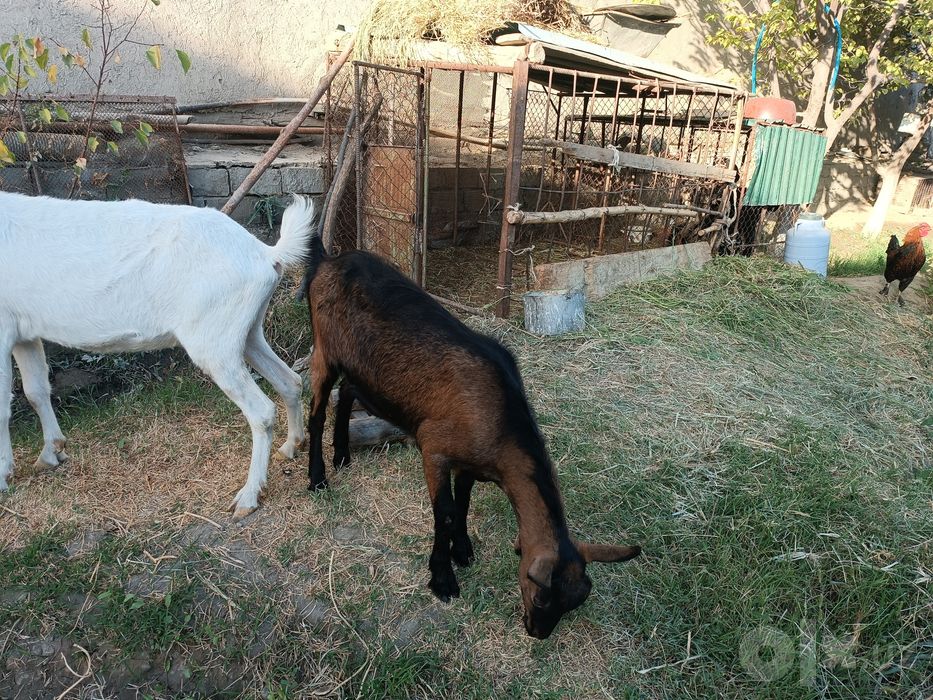 Zanen va mursiana echkilar sotiladi, zanen bir qorin tuqqan, mursiana