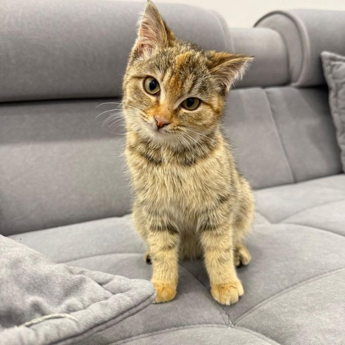 Котенок кошечка 3 мес