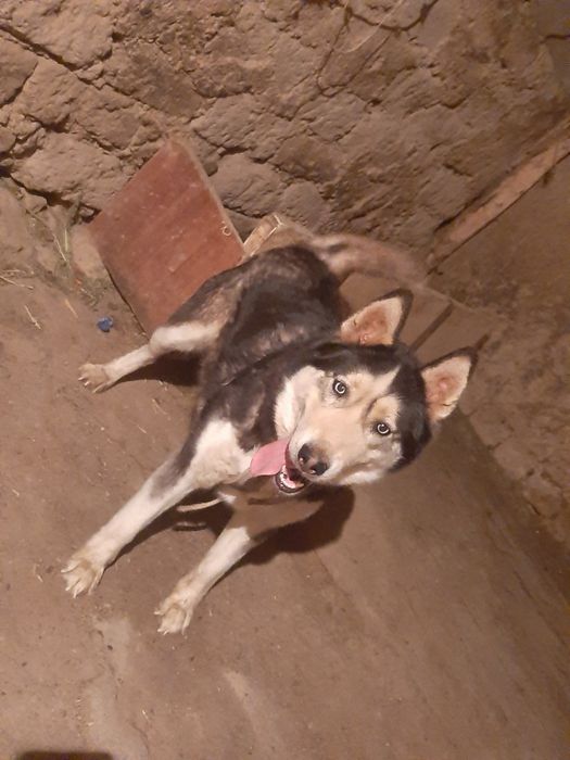 Paroda HASKI yoshi 2