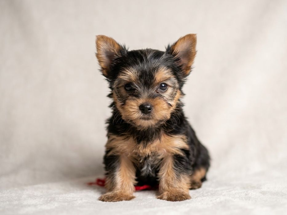 Yorkshire terrier fetita vaccinata