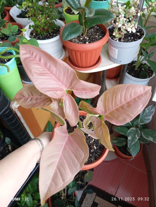 Продам цветы комнатные