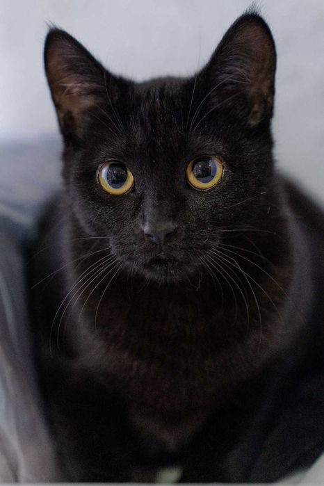 Котёнок девочка в хорошие руки!