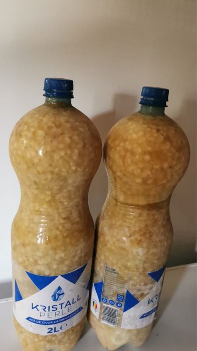 Apilarnil proaspăt! Larve de trantor!