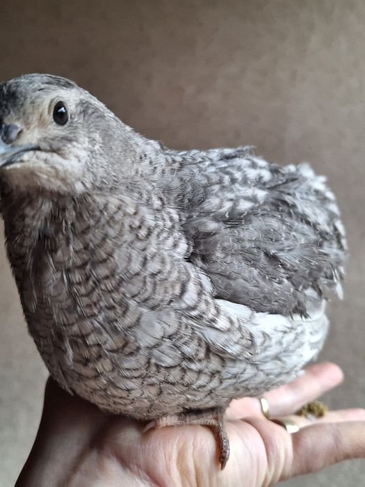 Ouă prepelite incubat jumbo lavandă(white)