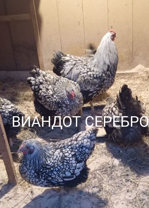 Продам Цыплят. Цены разные..