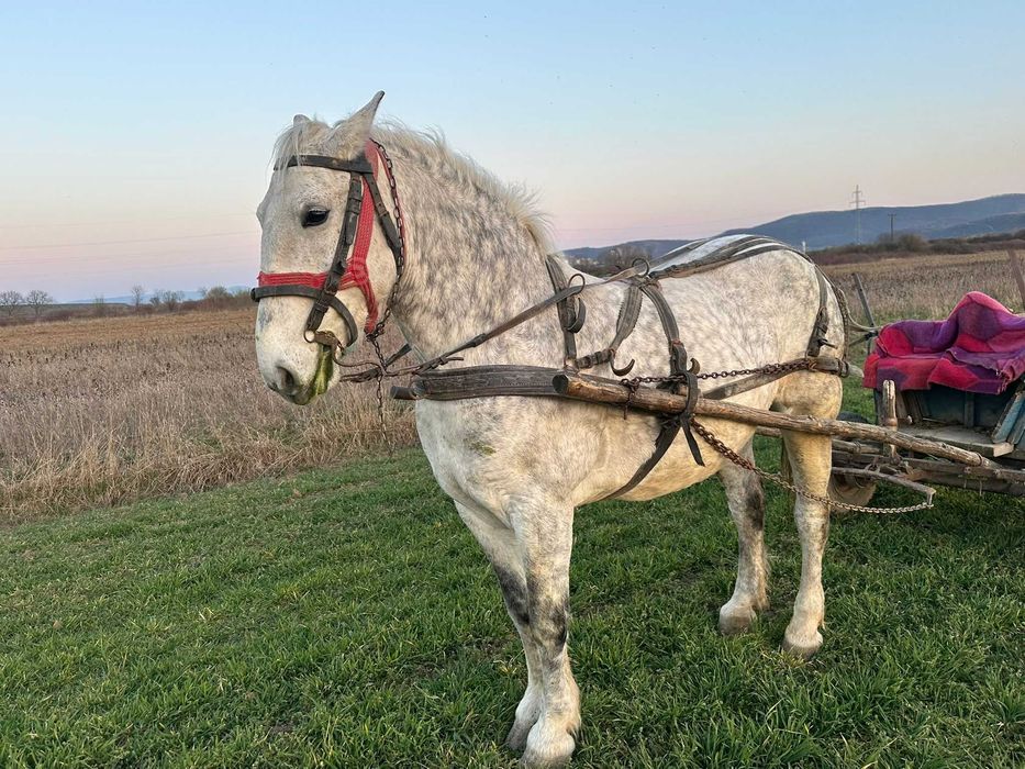 Vând iapă bună - 3000 euro