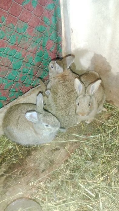 Крилоки 2 айлық көжектер