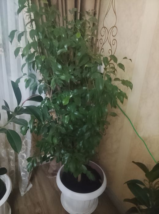 Фикус Бенджамина