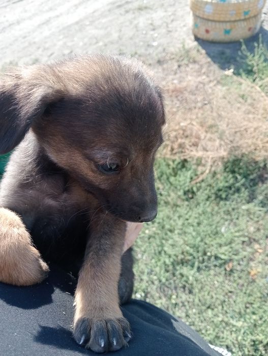 Отдам бесплатно в добрые ручки