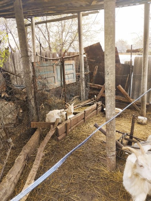 Самые милые и обаятельные козы