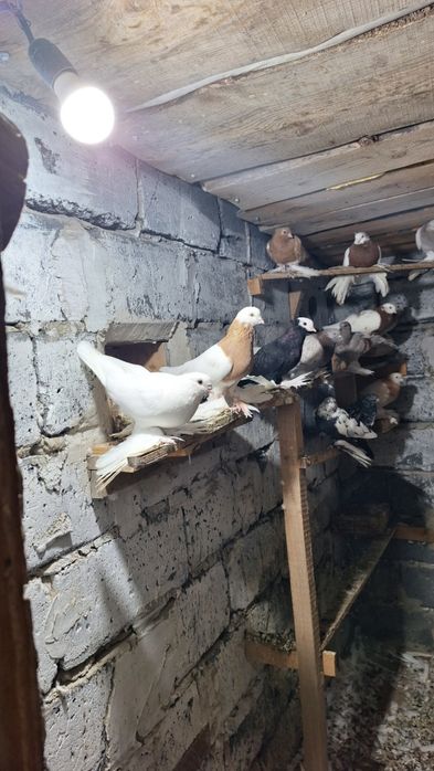 Продам  голубей  лахманогие    цена     10  000