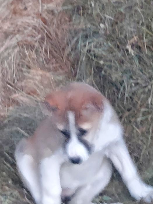 Продаётся алабай