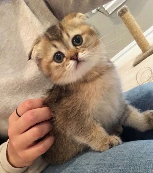 Кошка Шиншилла чистая