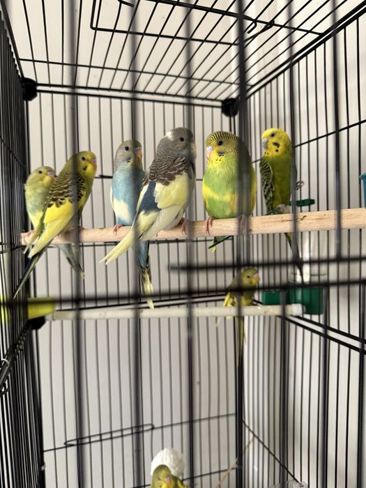 Продам волнистого попугая