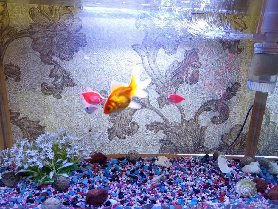 Аквариум с рыбками