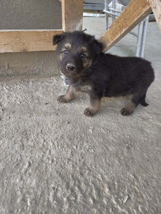 Овчарка зотли ит